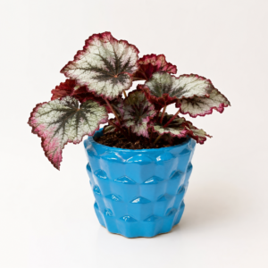 azure leaf relief planter 2