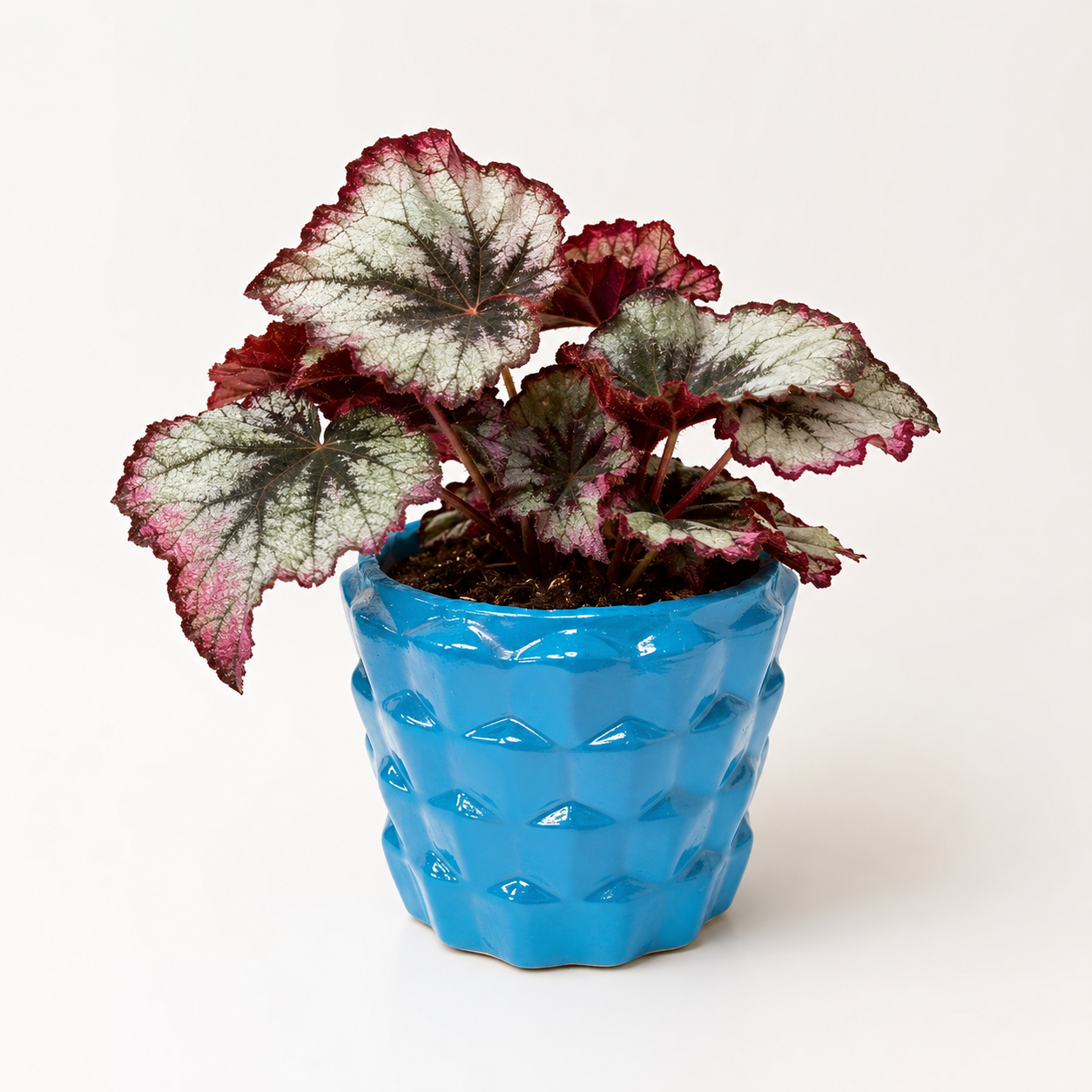 azure leaf relief planter 2 azure leaf relief planter 2