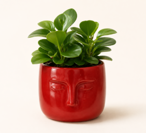 baby rubber plant 2