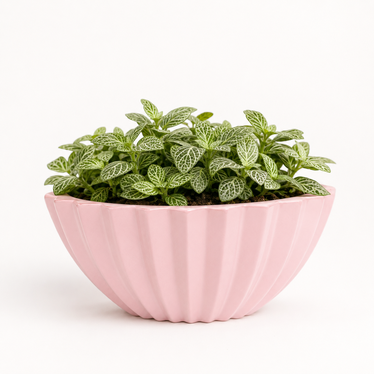 blush pleat bowl frp planter 2 blush pleat bowl frp planter 2