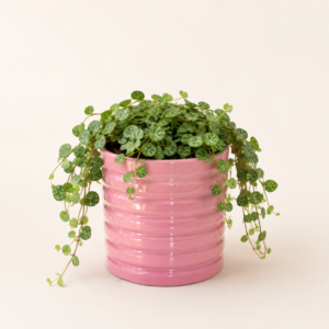 blush ring mini planter 2