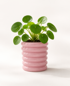 blush ripple frp planter 2