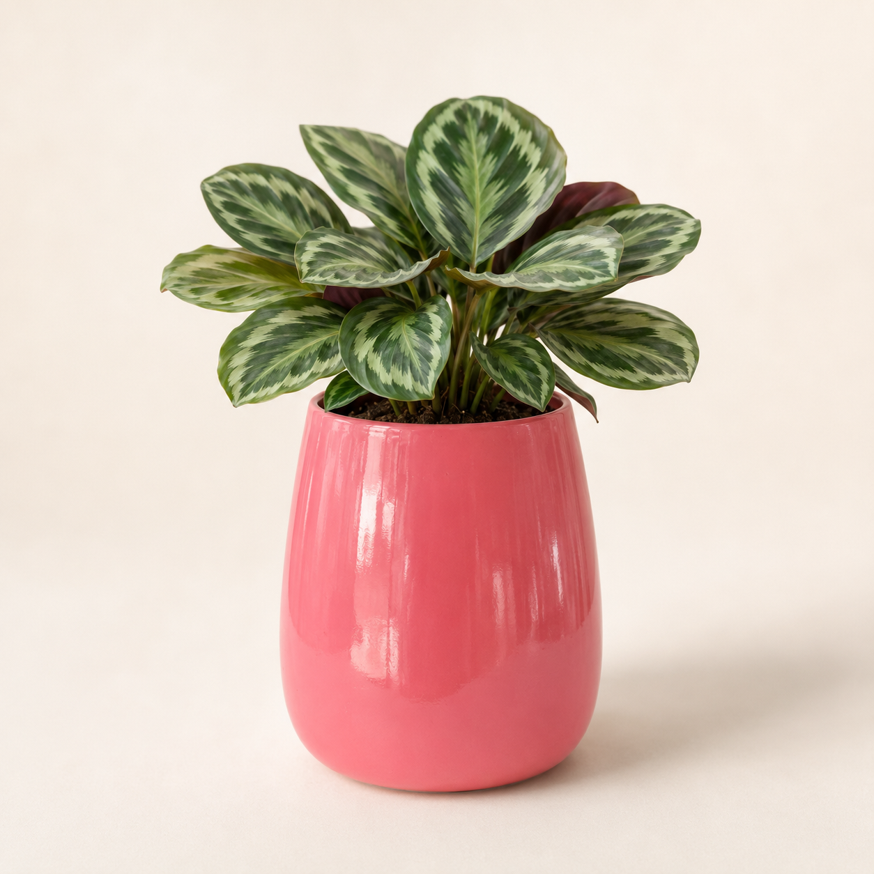 coral barrel frp planter 2 coral barrel frp planter 2