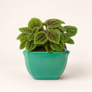 emerald curve square planter 2