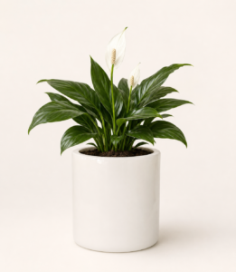 ivory cylinder frp planter 2