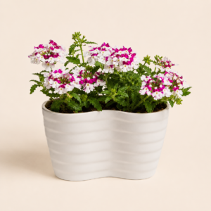 ivory twin lobed planter 3