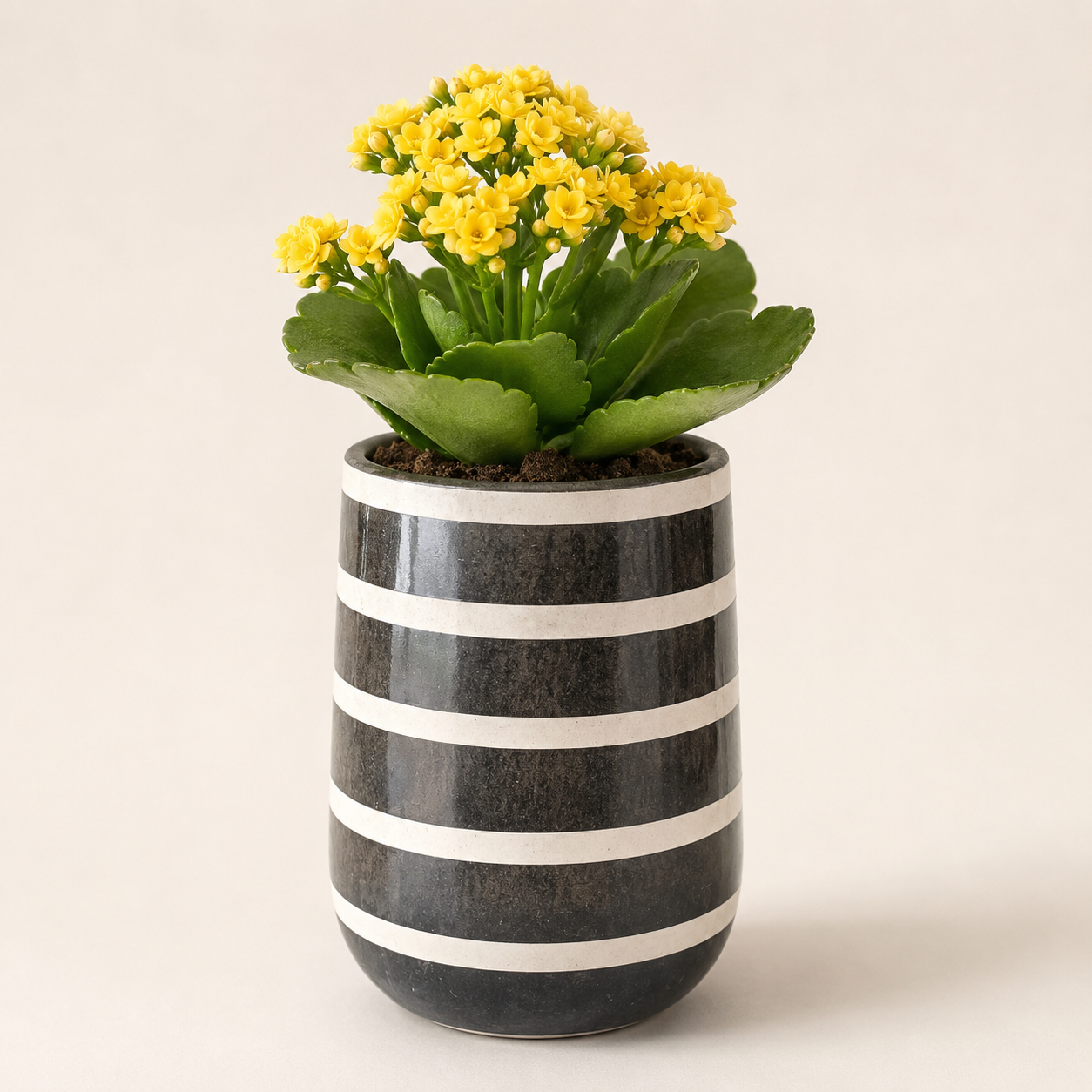 midnight stripe barrel planter 2 midnight stripe barrel planter 2