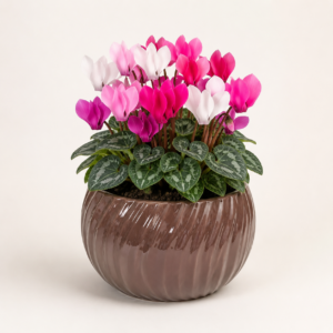 mocha spiral bowl planter 3