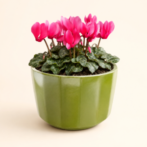 olive facet planter 2