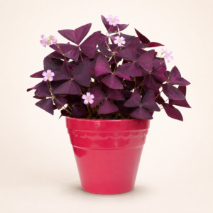 ruby band classic planter 2