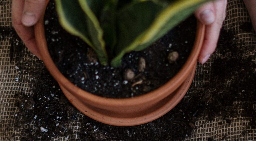 Simple Gardening Tips for Beginners simple gardening tips for beginners