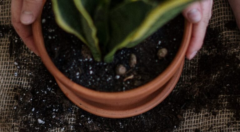 Simple Gardening Tips for Beginners simple gardening tips for beginners