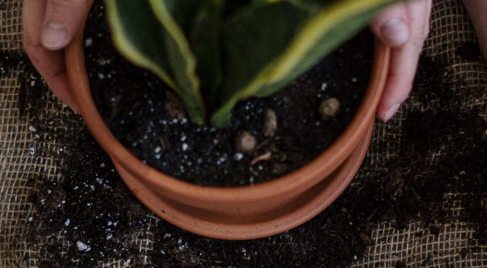 Blog simple gardening tips for beginners