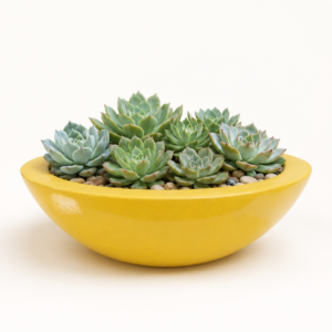 sunbeam classic bowl frp planter 2