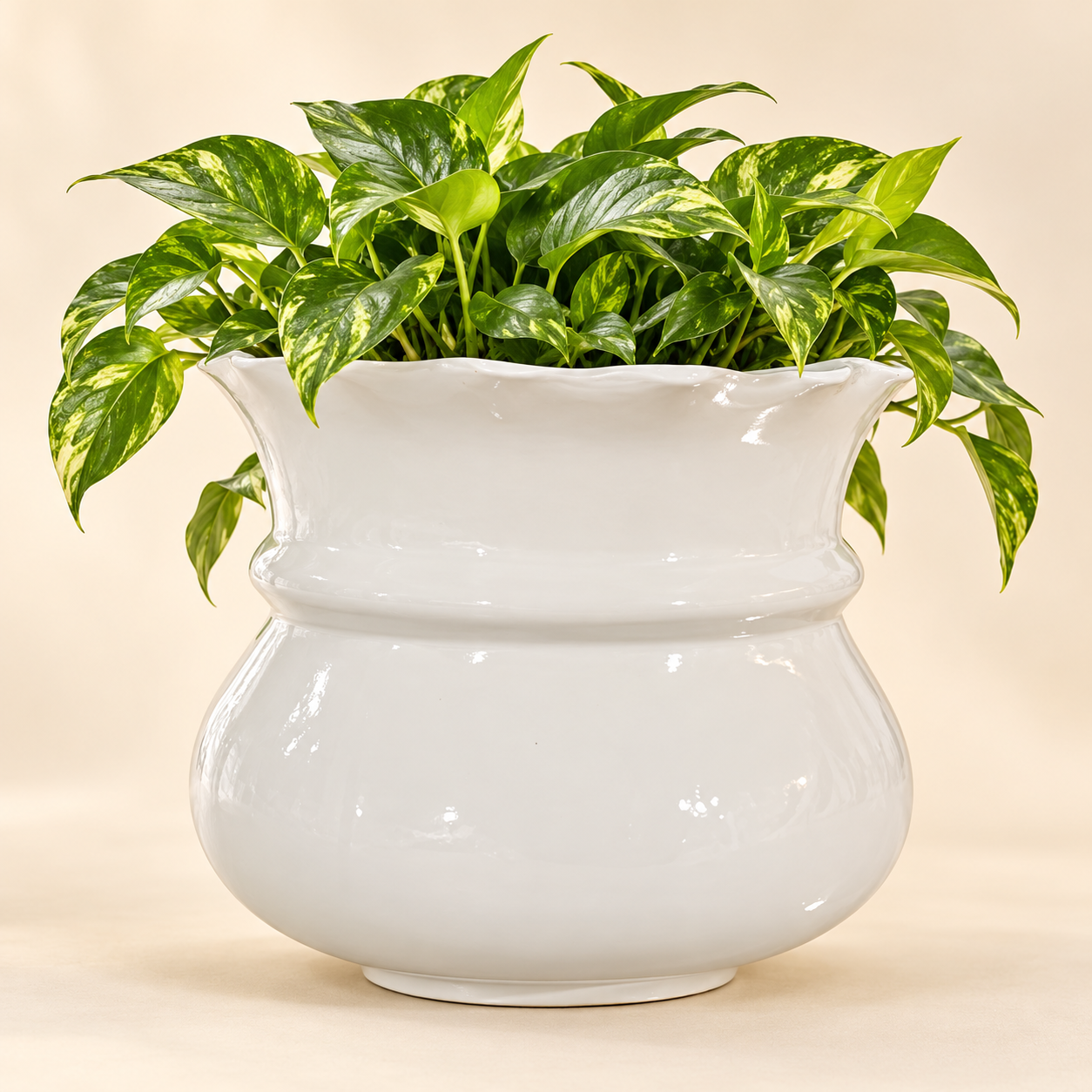 ivory crown bowl planter 02 with plant ivory crown bowl planter 02 with plant
